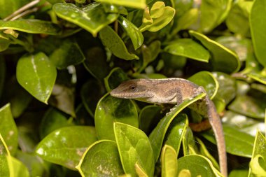 Yeşil Anole (Anolis carolinensis), Carolina Anole, Carolina Green Anole, vb. Amerika Birleşik Devletleri ve bazen de Amerikan bukalemunu olarak anılır..