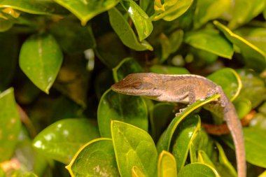 Yeşil Anole (Anolis carolinensis), Carolina Anole, Carolina Green Anole, vb. Amerika Birleşik Devletleri ve bazen de Amerikan bukalemunu olarak anılır..