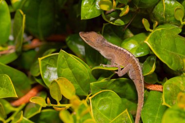 Yeşil Anole (Anolis carolinensis), Carolina Anole, Carolina Green Anole, vb. Amerika Birleşik Devletleri ve bazen de Amerikan bukalemunu olarak anılır..