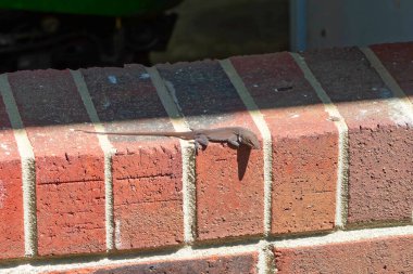 Yeşil Anole (Anolis carolinensis), Carolina Anole, Carolina Green Anole, vb. Amerika Birleşik Devletleri ve bazen de Amerikan bukalemunu olarak anılır..