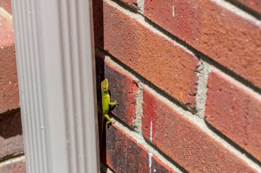 Yeşil Anole (Anolis carolinensis), Carolina Anole, Carolina Green Anole, vb. Amerika Birleşik Devletleri ve bazen de Amerikan bukalemunu olarak anılır..