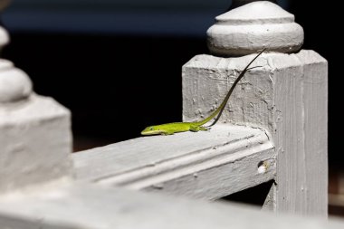 Yeşil Anole (Anolis carolinensis), Carolina Anole, Carolina Green Anole, vb. Amerika Birleşik Devletleri ve bazen de Amerikan bukalemunu olarak anılır..