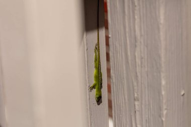 Yeşil Anole (Anolis carolinensis), Carolina Anole, Carolina Green Anole, vb. Amerika Birleşik Devletleri ve bazen de Amerikan bukalemunu olarak anılır..