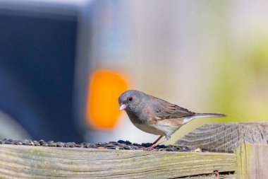 Koyu renk gözlü junco (Junco hyemalis), erkek.