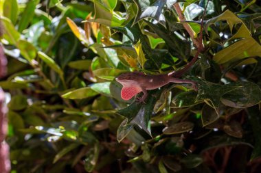 Yeşil Anole (Anolis carolinensis), Carolina Anole, Carolina Green Anole, vb. Amerika Birleşik Devletleri ve bazen de Amerikan bukalemunu olarak anılır..