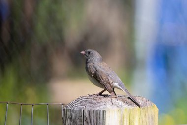 Koyu renk gözlü junco (Junco hyemalis), erkek.