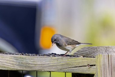 Koyu renk gözlü junco (Junco hyemalis), erkek.