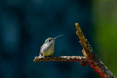  Ruby Throated Hummingbird çalıların üzerinde oturuyor, doğal arka plan,