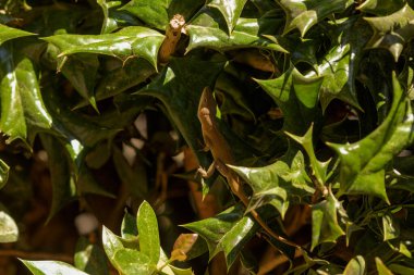 Yeşil Anole (Anolis carolinensis), Carolina Anole, Carolina Green Anole, vb. Amerika Birleşik Devletleri ve bazen de Amerikan bukalemunu olarak anılır..