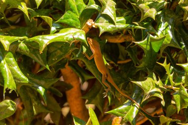 Yeşil Anole (Anolis carolinensis), Carolina Anole, Carolina Green Anole, vb. Amerika Birleşik Devletleri ve bazen de Amerikan bukalemunu olarak anılır..