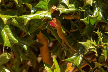 Yeşil Anole (Anolis carolinensis), Carolina Anole, Carolina Green Anole, vb. Amerika Birleşik Devletleri ve bazen de Amerikan bukalemunu olarak anılır..
