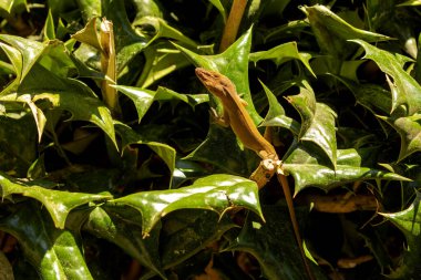 Yeşil Anole (Anolis carolinensis), Carolina Anole, Carolina Green Anole, vb. Amerika Birleşik Devletleri ve bazen de Amerikan bukalemunu olarak anılır..
