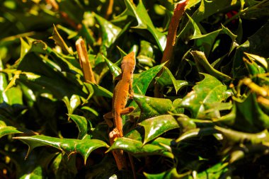 Yeşil Anole (Anolis carolinensis), Carolina Anole, Carolina Green Anole, vb. Amerika Birleşik Devletleri ve bazen de Amerikan bukalemunu olarak anılır..