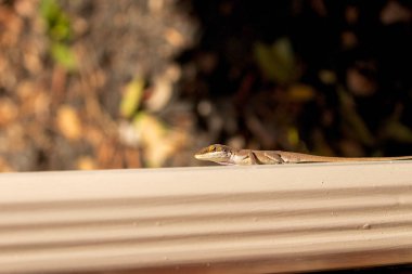 Yeşil Anole (Anolis carolinensis), Carolina Anole, Carolina Green Anole, vb. Amerika Birleşik Devletleri ve bazen de Amerikan bukalemunu olarak anılır..