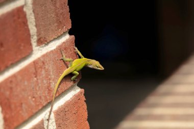 Yeşil Anole (Anolis carolinensis), Carolina Anole, Carolina Green Anole, vb. Amerika Birleşik Devletleri ve bazen de Amerikan bukalemunu olarak anılır..