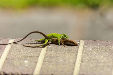 Çiftleşme sırasında yeşil anole (Anolis carolinensis), Carolina anole, Carolina green anole, vs. olarak bilinir. Amerika Birleşik Devletleri ve bazen de Amerikan bukalemunu olarak anılır..