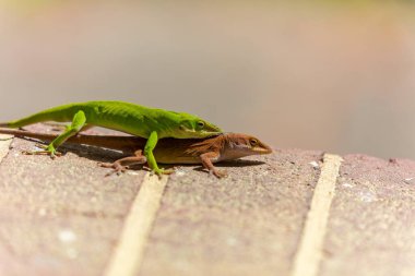 Çiftleşme sırasında yeşil anole (Anolis carolinensis), Carolina anole, Carolina green anole, vs. olarak bilinir. Amerika Birleşik Devletleri ve bazen de Amerikan bukalemunu olarak anılır..