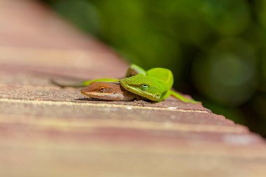 Çiftleşme sırasında yeşil anole (Anolis carolinensis), Carolina anole, Carolina green anole, vs. olarak bilinir. Amerika Birleşik Devletleri ve bazen de Amerikan bukalemunu olarak anılır..