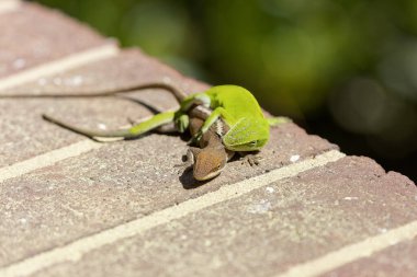 Çiftleşme sırasında yeşil anole (Anolis carolinensis), Carolina anole, Carolina green anole, vs. olarak bilinir. Amerika Birleşik Devletleri ve bazen de Amerikan bukalemunu olarak anılır..