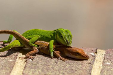Çiftleşme sırasında yeşil anole (Anolis carolinensis), Carolina anole, Carolina green anole, vs. olarak bilinir. Amerika Birleşik Devletleri ve bazen de Amerikan bukalemunu olarak anılır..