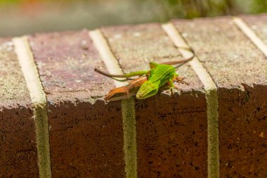 Çiftleşme sırasında yeşil anole (Anolis carolinensis), Carolina anole, Carolina green anole, vs. olarak bilinir. Amerika Birleşik Devletleri ve bazen de Amerikan bukalemunu olarak anılır..