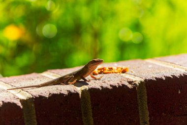 Yeşil Anole (Anolis carolinensis), Carolina Anole, Carolina Green Anole, vb. Amerika Birleşik Devletleri ve bazen de Amerikan bukalemunu olarak anılır..