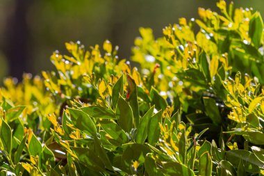 Yeşil Anole (Anolis carolinensis), Carolina Anole, Carolina Green Anole, vb. Amerika Birleşik Devletleri ve bazen de Amerikan bukalemunu olarak anılır..