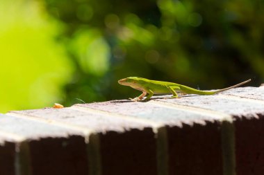 Yeşil Anole (Anolis carolinensis), Carolina Anole, Carolina Green Anole, vb. Amerika Birleşik Devletleri ve bazen de Amerikan bukalemunu olarak anılır..