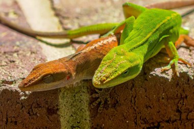 Çiftleşme sırasında yeşil anole (Anolis carolinensis), Carolina anole, Carolina green anole, vs. olarak bilinir. Amerika Birleşik Devletleri ve bazen de Amerikan bukalemunu olarak anılır..