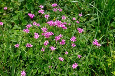 Pembe-kuş (