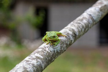 Amerikan yeşil ağaç kurbağası (Dryophytes cinereus veya Hyla cinerea))