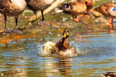 Vahşi bir ördek gölde banyo yapıyor..