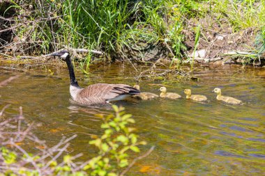 Kanada kazı (Branta canadensis) ve nehirde kaz ötüşü