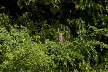 Kahverengi traktör (Toxostoma rufum) 1000 'den fazla şarkı türü ve en büyük kuş repertuvarı ile ünlüdür.