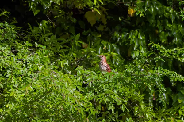 Kahverengi traktör (Toxostoma rufum) 1000 'den fazla şarkı türü ve en büyük kuş repertuvarı ile ünlüdür.