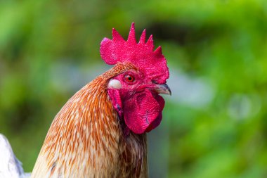 Evcil kuş, güzel horoz çayırda