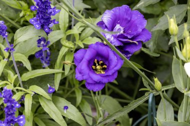Teksas BlueBell (Eustoma grandiflorum), genellikle Prairie gentian, BlueBell gentian veya lisianthus olarak adlandırılır.