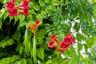 Trompet sarmaşığı (Campsis radyan) sarı trompet sarmaşığı veya trompet sarmaşığı, Kuzey Amerika 'da inek kaşıntısı veya sinekkuşu sarmaşığı olarak da bilinir..