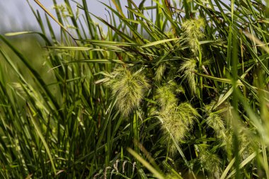 Setaria faberi (Japonca: 