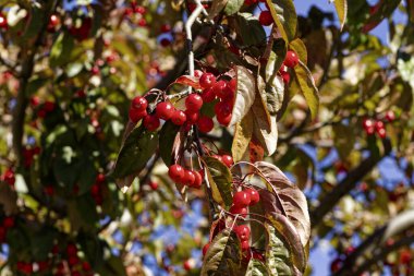  Kırmızı sonbahar meyveleri, küçük bahçe ağacı, Crataegus laevigata 'Paul' s Scarlet '. Parlak kırmızı böğürtlenli bir ağacın dalı, Hawthorn ağacı meyveleri sonbaharda düşer. 