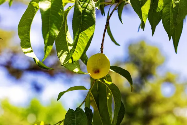 Ağaçta büyüyen şeftali