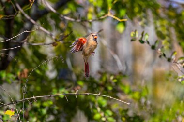 Kuzey Kardinali (Cardinalis Cardinalis) uçuyor