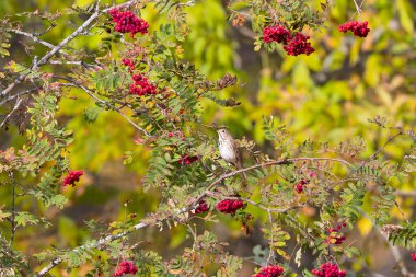 Swainson 'un ardıç kuşu (Catharus ustulatus), ayrıca zeytin sırtı ardıç kuşu ve kızılcık sırtlı ardıç kuşu olarak da bilinir (Sorbus aucuparia, dağ külleri olarak bilinir)..
