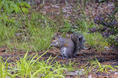 Gri sincap olarak bilinen Doğu gri sincap, Doğu Kuzey Amerika 'nın yerli hayvanıdır.