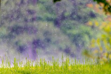 Çayırlara yağmur damlaları çimlere yağmur damlaları