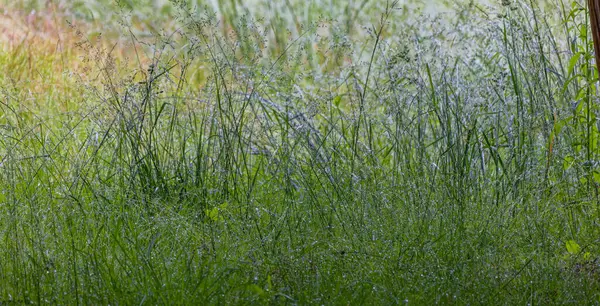 Çayırlara yağmur damlaları çimlere yağmur damlaları