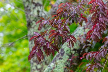 Yağmur sonrası ağaç yapraklarındaki yağmur damlaları