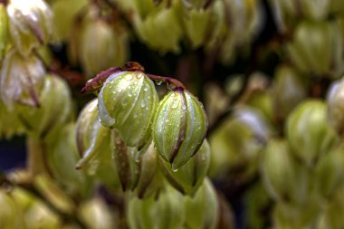 Yucca, çiçekli yukka, yağmurdan sonra yakın.