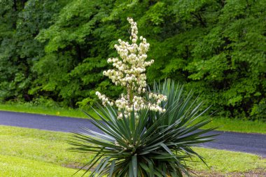 Yucca, İngilizce 'de 