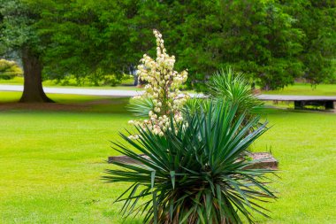 Yucca, İngilizce 'de 
